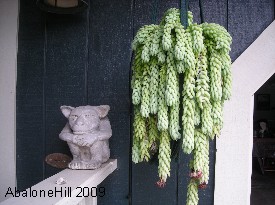 flowers and plants
